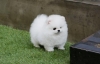 Super Adorable Mini Toy Pomeranian